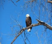 2014 03 02 RedWing 008
